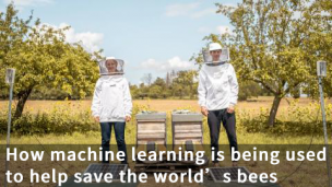 机器学习是如何被用来帮助拯救蜜蜂的